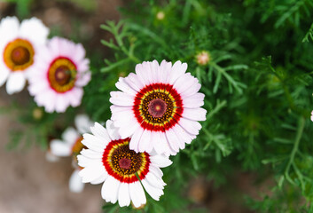 Ismelia carinata, the tricolour chrysanthemum, tricolor daisy or annual chrysanthemum close up
