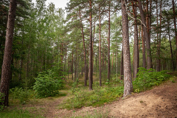 A dense Latvian forest featuring tall fir and pine trees, showcasing the lush greenery of the region.