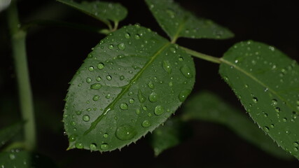 A leaf with raindrops on it