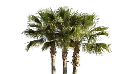Fototapeta premium Palm trees in summer on white background with clipping path and alpha channel : Generative AI