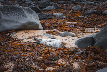 A serene coastal scene in Iceland featuring a young seal lying peacefully on a sandy beach covered with brown seaweed and surrounded by large, smooth rocks.