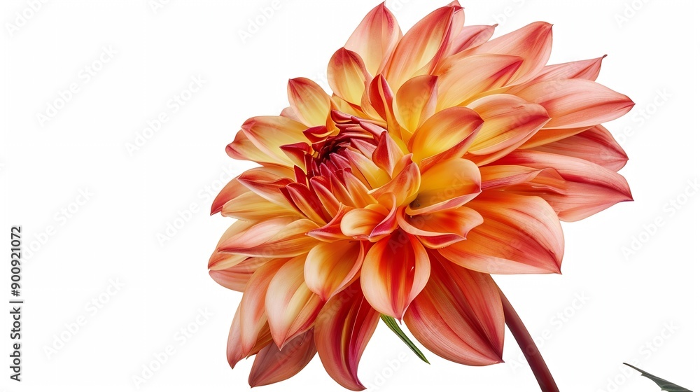 Poster Dahlia flower  on a  white isolated background with clipping path Closeup  Nature : Generative AI
