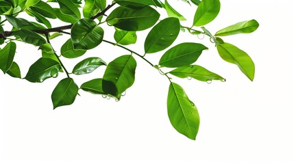Fototapeta premium Green leaves branch with drop isolated on white background with clipping path : Generative AI
