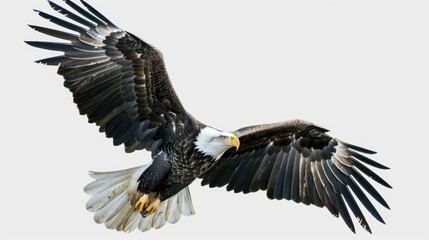 Fototapeta premium A bald eagle soaring through the sky with its wings spread wide