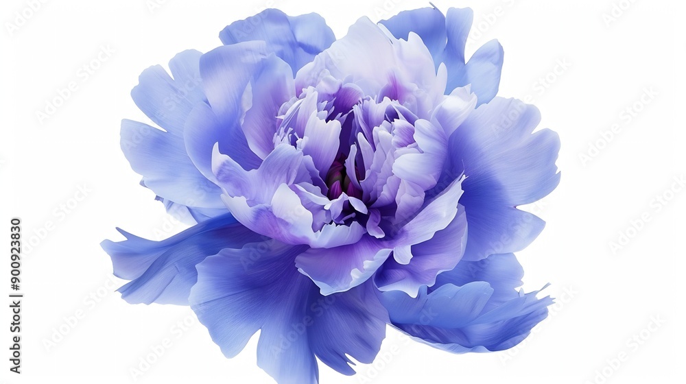 Poster bluepurple peony flower on white isolated background with clipping path closeup for design nature : 