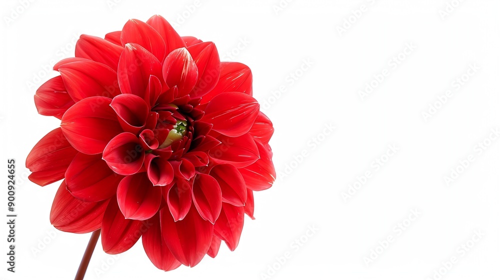Poster dahlia flower on a white isolated background with clipping path closeup nature : generative ai