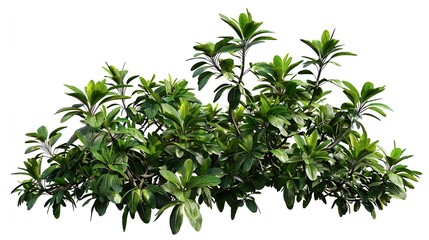 Obraz premium Flower bush shrub tree plant isolated tropical jungle plant with clipping path : Generative AI