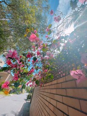 Fototapety na wymiar - Fototapeta24.pl