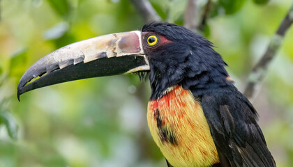  Collared Aracari  (Pteroglossus torquatus)