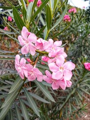 Nerium Oleander, Bunga Mentega, Bunga Jepun