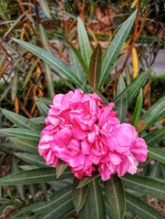 Nerium Oleander, Bunga Mentega, Bunga Jepun