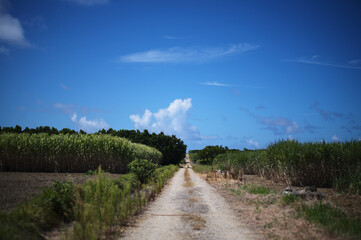 田舎道 / 離島 / 波照間島