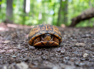 Obraz premium Eastern box turtle 