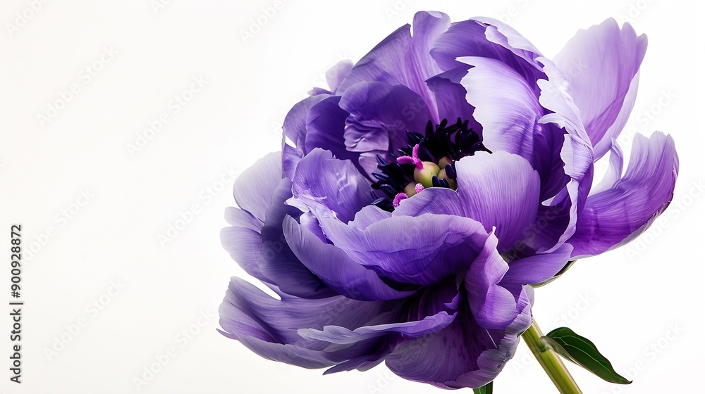 Poster bluepurple peony flower on white isolated background with clipping path closeup for design nature : 
