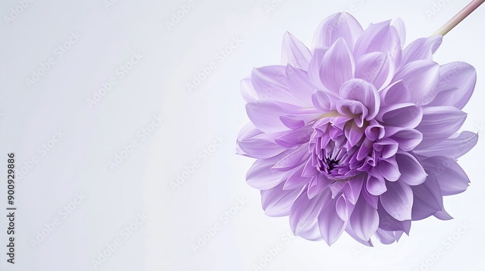 Poster beautiful fresh purple dahlia flower falling in the air isolated on white background levitation or z