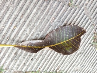 Dry leaves that fall on the side of the road
