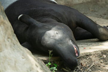 日陰で休むマレーバクの横顔