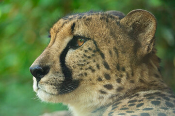 緑の背景に映えるチーター