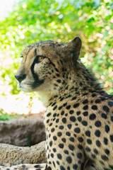 緑の背景に映えるチーター