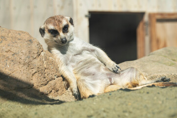 日差しの中で立つミーアキャットの姿