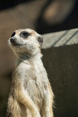 日差しの中で立つミーアキャットの姿