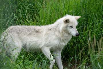 White wolf