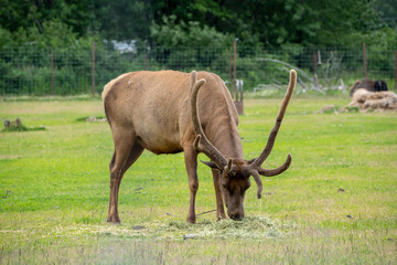 Elk