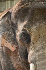 ゾウの屋内からの姿が印象的な写真