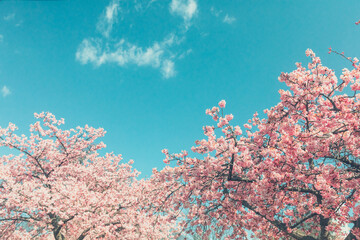 青空　鮮やかな日本の桜