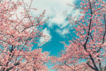 青空　鮮やかな日本の桜