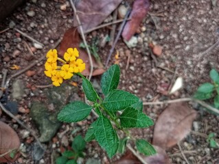 Yellow Lantana Camara, Yellow Lantana Plant