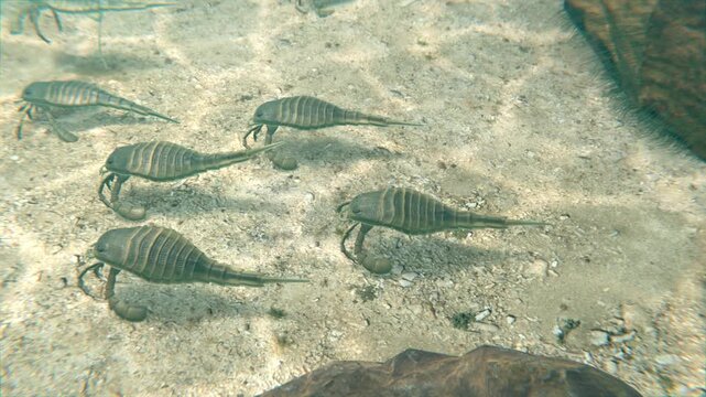 An animation of Eurypterids (Sea Scorpions) on a Silurian Period seafloor 418 million years ago.