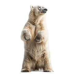 Fototapeta premium Polar bear standing two legs isolated on transparent background, png