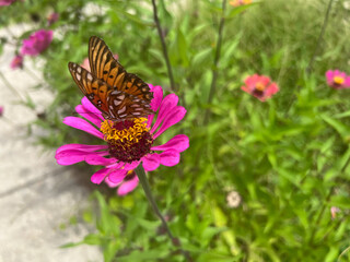 gulf fritillary Displaying wings on zinnia