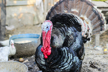 The Bronze turkey is named for its unusual color, a shimmering green-bronze which appears metallic in the sunlight