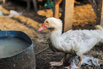 duck in the farm