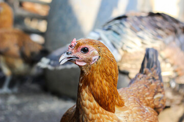 chicken on the farm