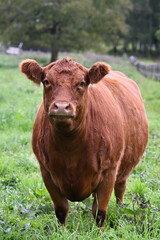 limousin red angus cross cattle animals farm