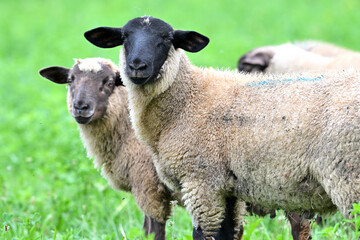 sheep domestic suffolk animals farm