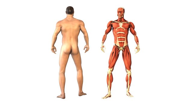 Human body and muscles with loopable rotation