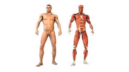 Human body and muscles medical concept