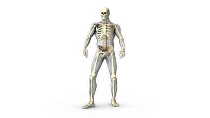 Obraz premium Human body muscles with skeletone medical animation