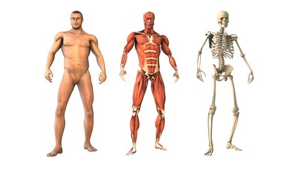 Human body and muscles with skeletone