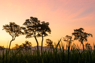 Obraz premium Golden sunshine sky tropical tree fields in sunny morning. Silhouette tree gold dawn mountain in spring season. Sustainable scenic meadow misty fog forest in countryside. Amazing landscape greenery
