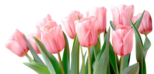 Some beautiful pink tulips with green leaves © Top image