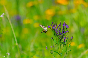An Eastern Tiger Swallowtail Butterfly on Blue Vervain Wildflowers at Riverside Park, in Donegal...