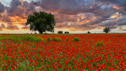 A huge tree in a poppy field