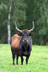 Aurochs bull reconstituted animals cattle breeding station