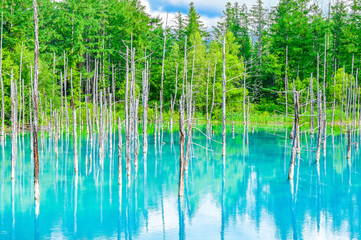 北海道美瑛町の青い池
