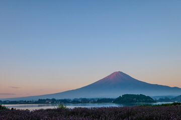 Fototapeta premium 日本山梨県河口湖からの夜明け前の富士山